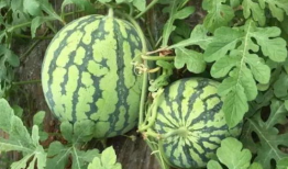 高县吃瓜最新事件爆料,揭秘背后惊人真相