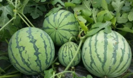 黑料社区吃瓜爆料入口,吃瓜爆料入口大揭秘！